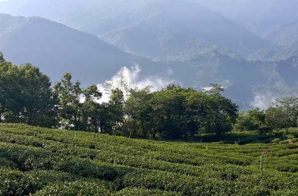 高山有机茶园