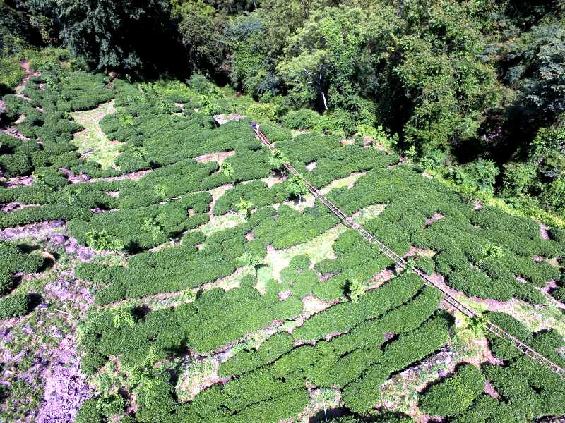 大禹岭茶区