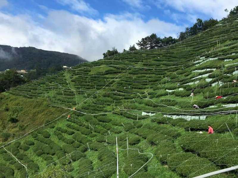 福寿山茶区